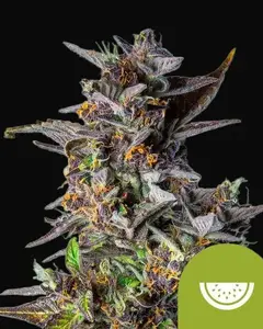 Watermelon Auto