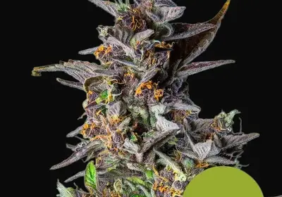 Watermelon Auto