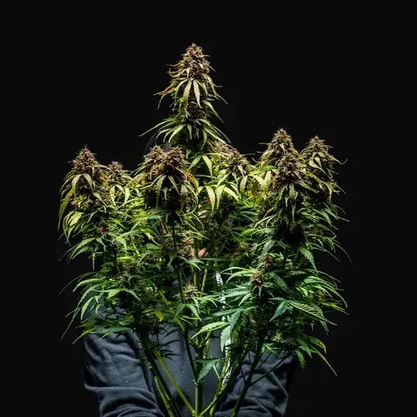 Watermelon Auto — zdjęcie 4