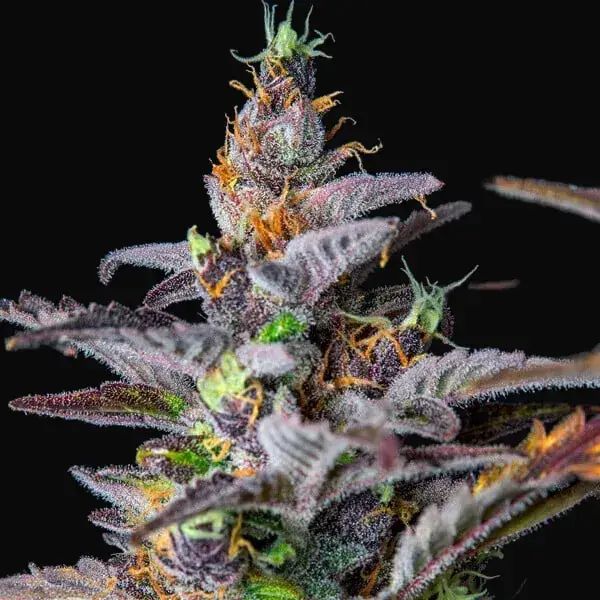 Watermelon Auto — zdjęcie 6