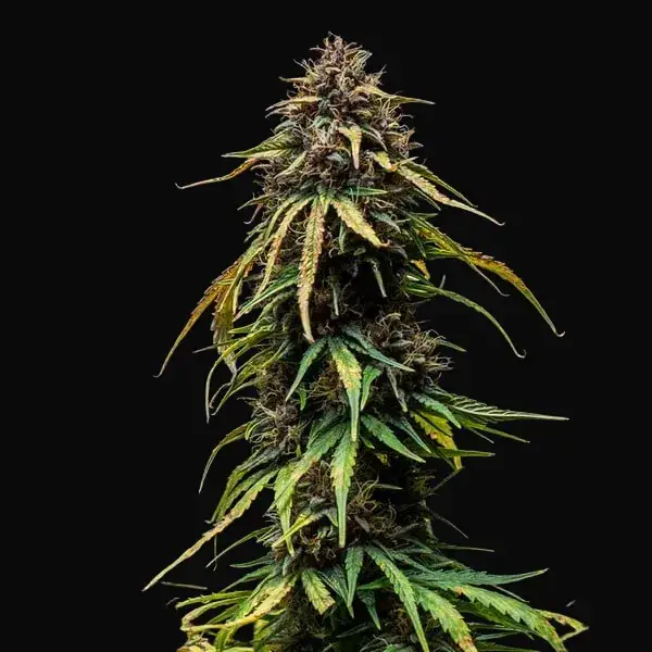 Watermelon Auto — zdjęcie 5