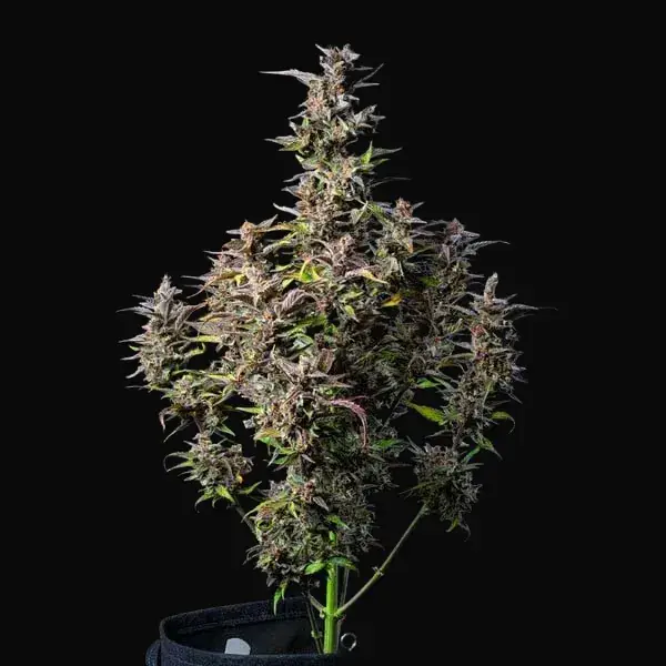 Watermelon Auto — zdjęcie 9