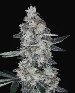 Watermelon Man Auto