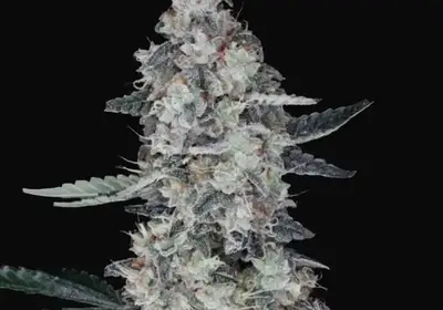 Watermelon Man Auto