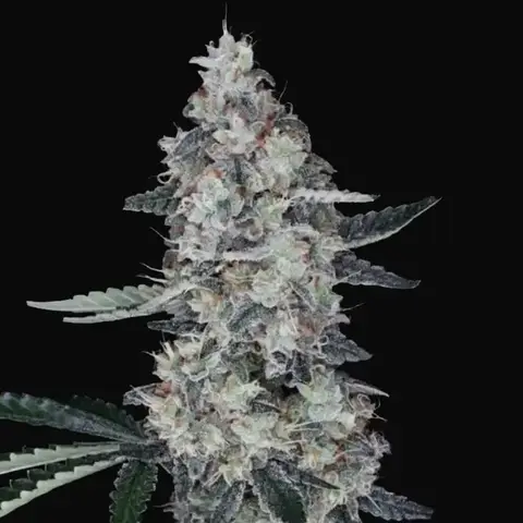 Watermelon Man Auto