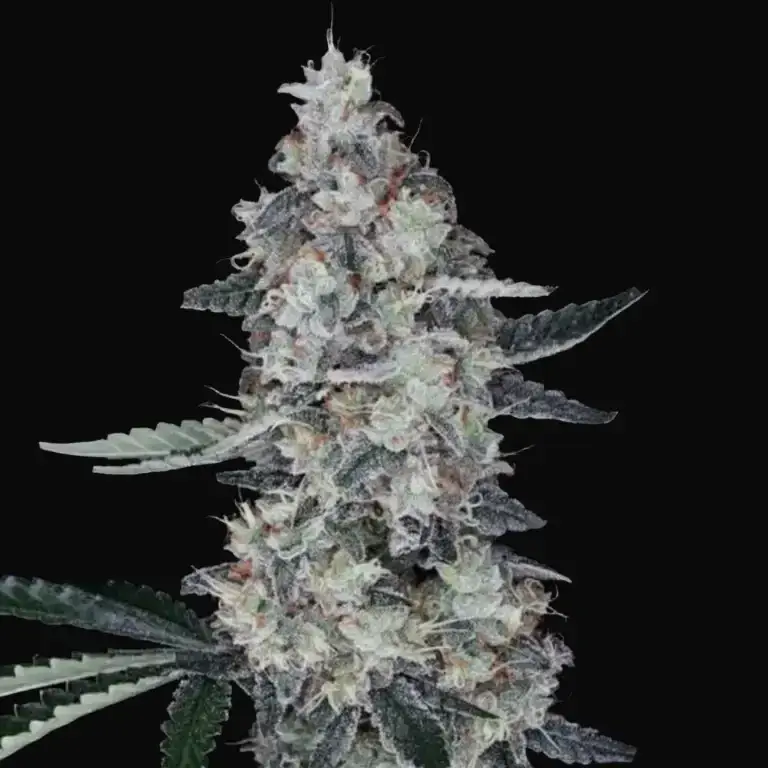 Watermelon Man Auto
