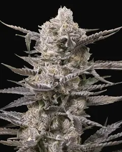 Watermelon OG