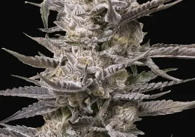 Watermelon OG