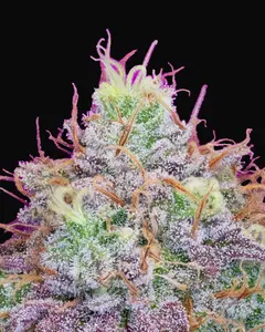 Watermelon Zkittles