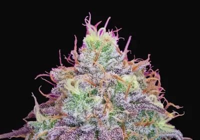 Watermelon Zkittles