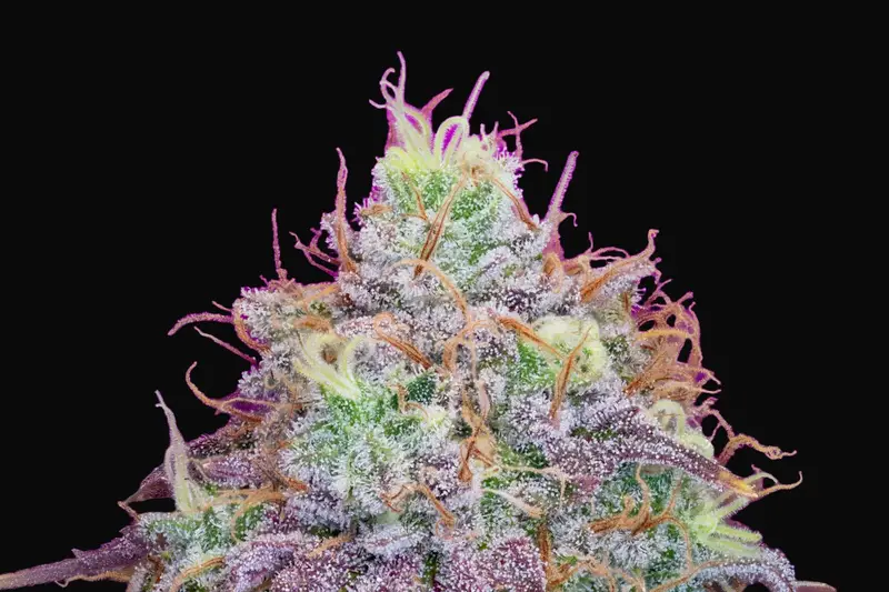 Watermelon Zkittles
