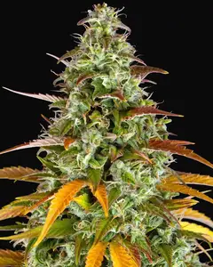 Watermelon Zkittlez Auto