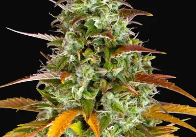 Watermelon Zkittlez Auto
