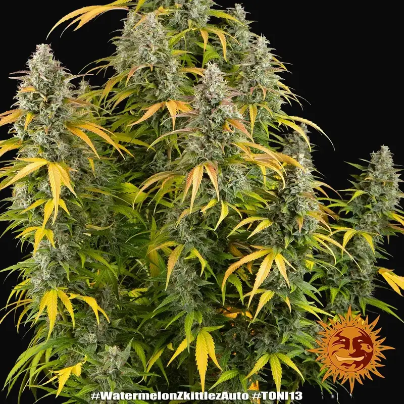 Watermelon Zkittlez Auto — zdjęcie 3