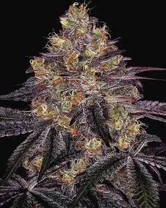 Watermelon Zkittlez