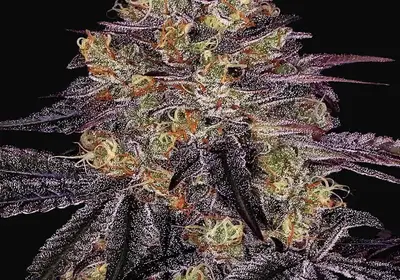 Watermelon Zkittlez