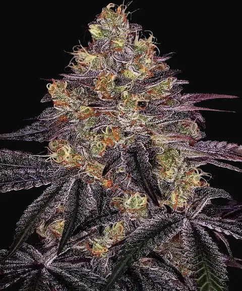 Watermelon Zkittlez