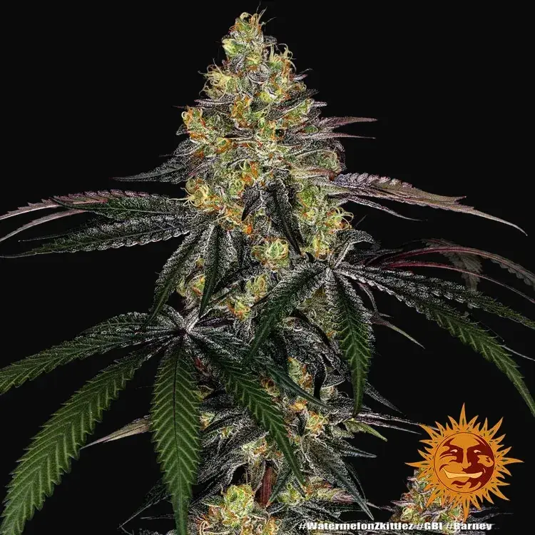 Watermelon Zkittlez — zdjęcie 5