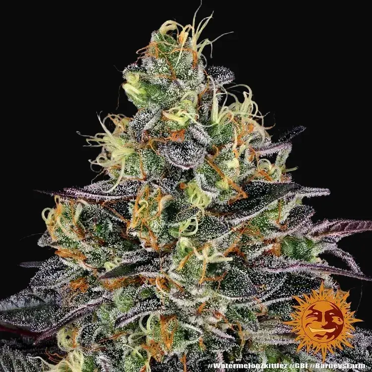 Watermelon Zkittlez — zdjęcie 3