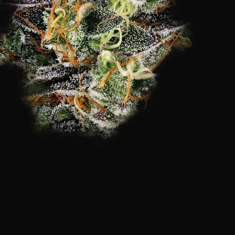 Watermelon Zkittlez — zdjęcie 4