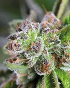 Watermelon Zkittlez