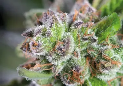 Watermelon Zkittlez