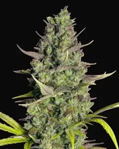 Wedding Cake Auto