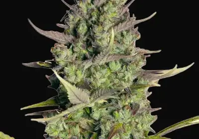 Wedding Cake Auto