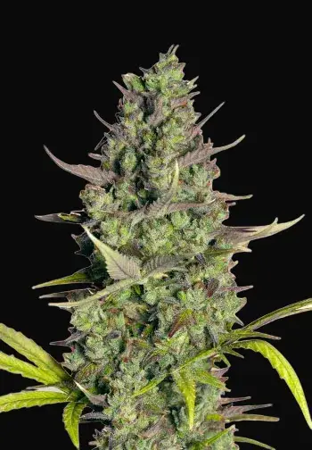 Wedding Cake Auto
