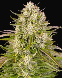 Wedding Cake Auto