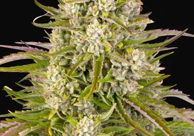 Wedding Cake Auto