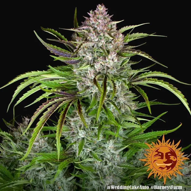 Wedding Cake Auto — zdjęcie 2