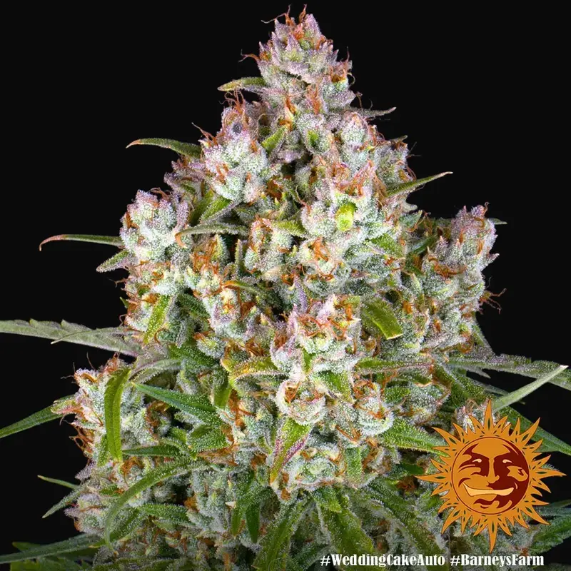 Wedding Cake Auto — zdjęcie 3