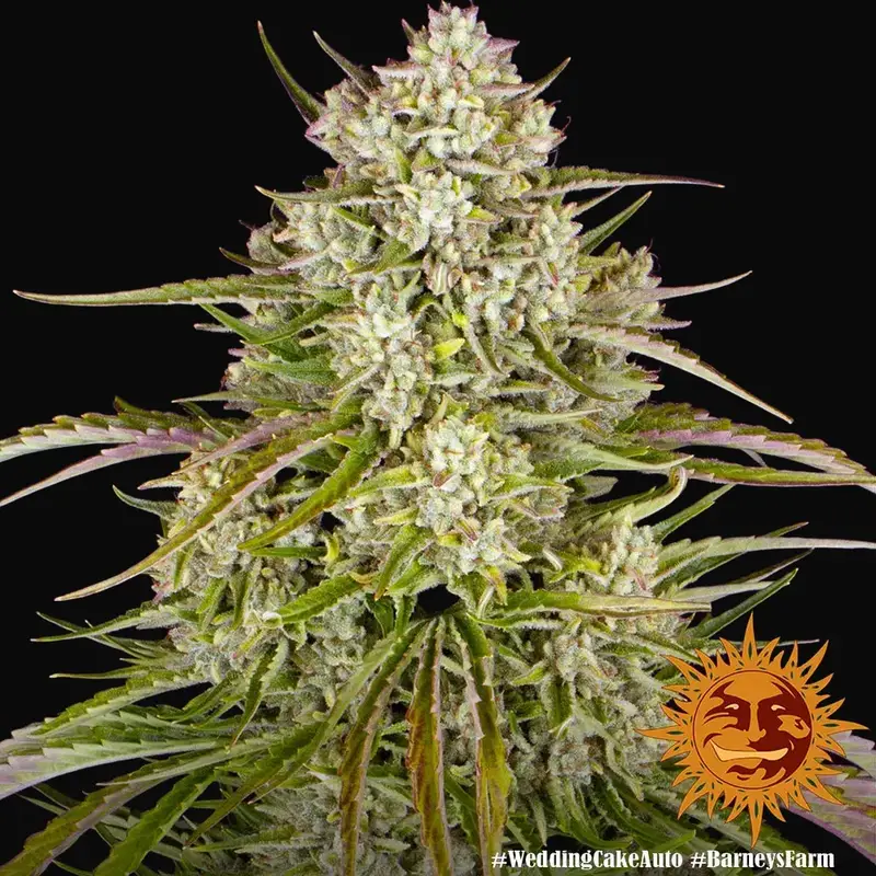 Wedding Cake Auto — zdjęcie 4