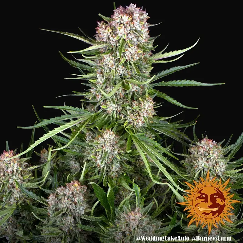 Wedding Cake Auto — zdjęcie 5