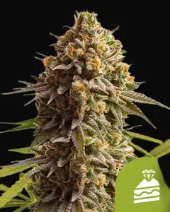 Wedding Cake Auto