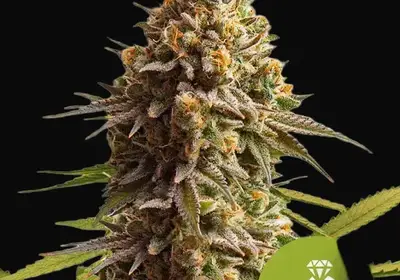 Wedding Cake Auto