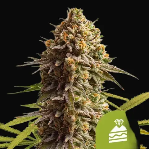 Wedding Cake Auto