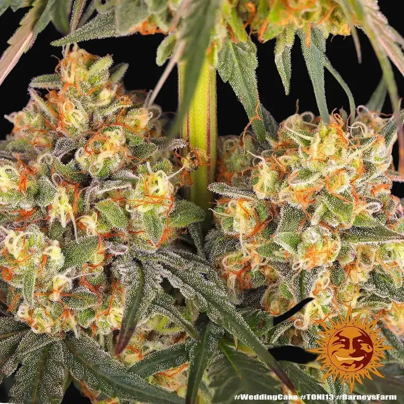 Wedding Cake — zdjęcie 5
