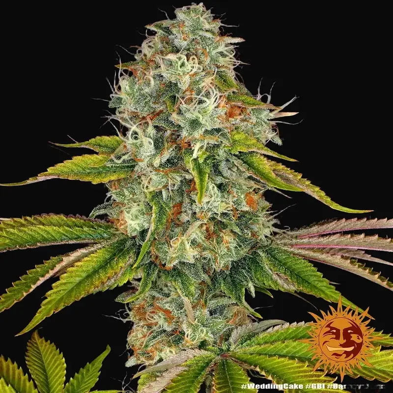 Wedding Cake — zdjęcie 4