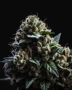 Wedding Cake x Triple OG
