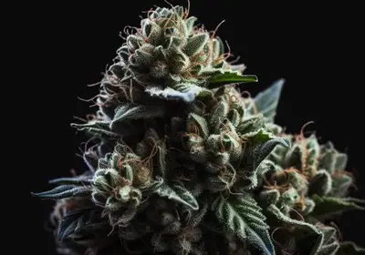 Wedding Cake x Triple OG