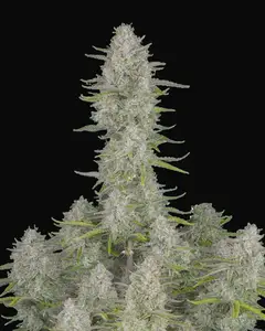 Wedding Cheesecake Auto