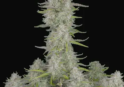 Wedding Cheesecake Auto