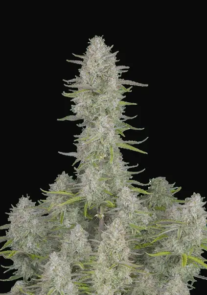 Wedding Cheesecake Auto