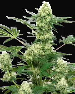 Wedding Cheesecake Feminized