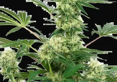 Wedding Cheesecake Feminized