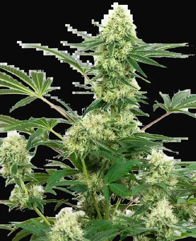 Wedding Cheesecake Feminized