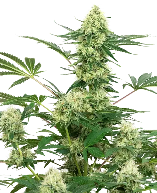 Wedding Cheesecake Feminized