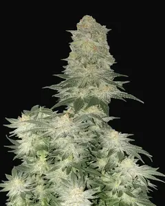 Wedding Cheesecake FF